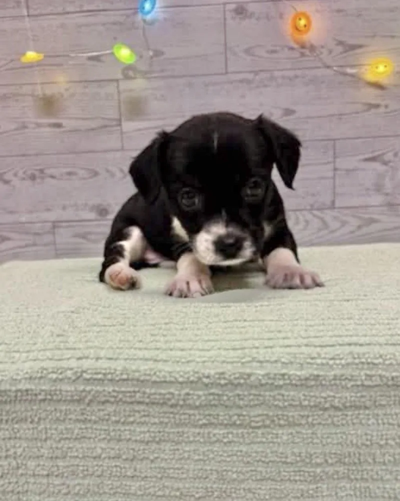A baby medium-sized female Terrier dog named Babs for adoption in Bothell, WA