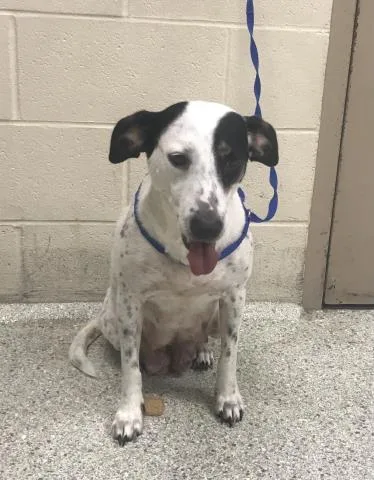 An adult medium-sized female Labrador Retriever dog named Daisy Mae for adoption in Conroe, TX