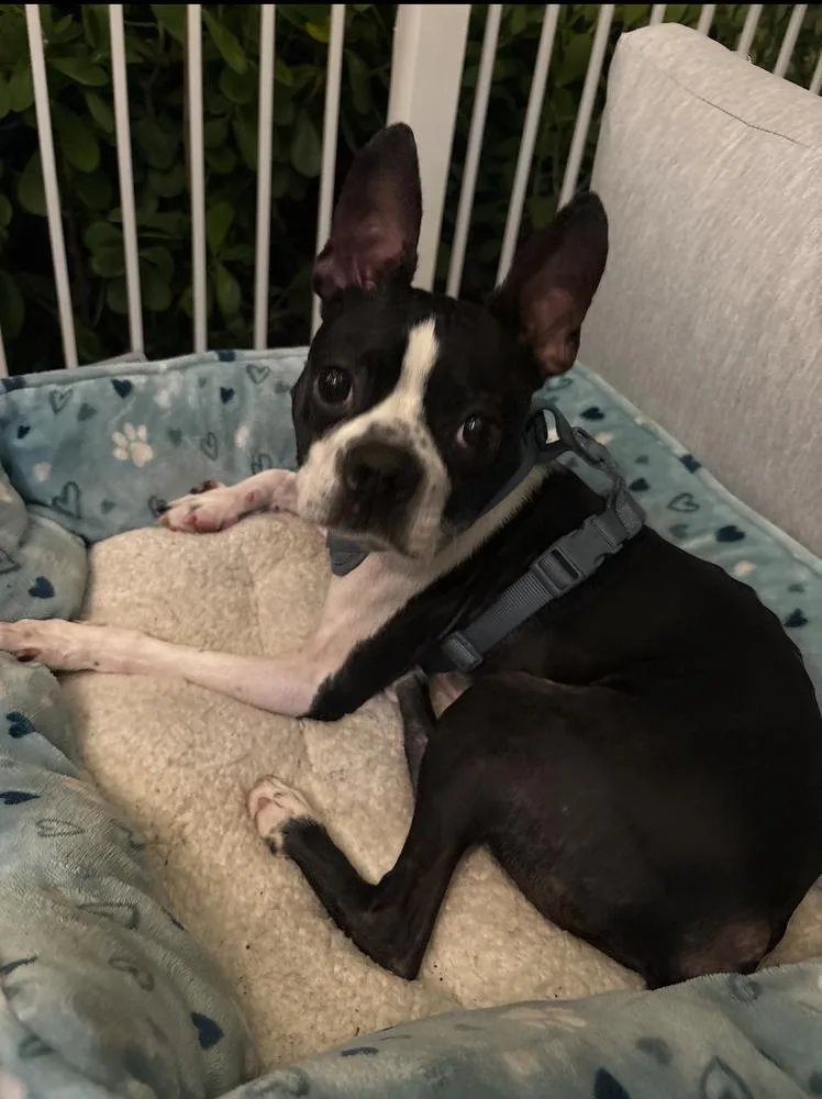 Hank Junior   thumbnail 4