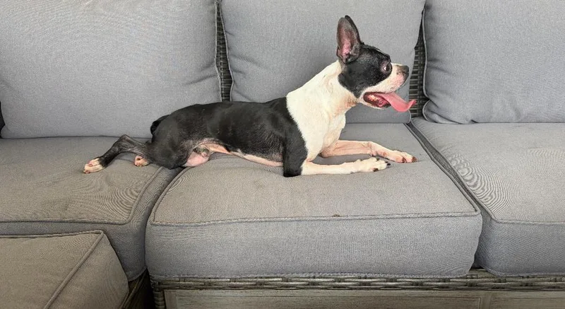 Hank Junior   thumbnail 5