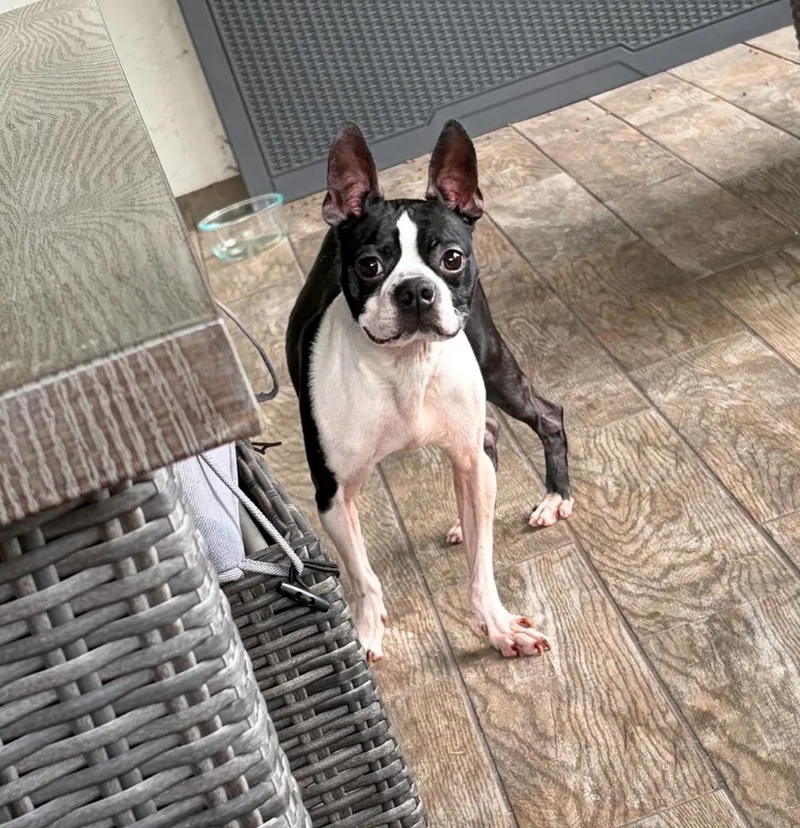 Hank Junior   thumbnail 6