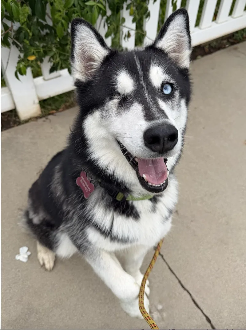 Sammi