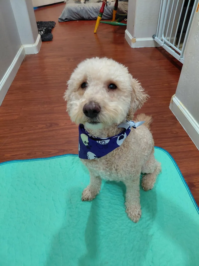 An adult small-sized male Apricot / Beige Miniature Poodle dog named Rhett for adoption in Oakland, CA