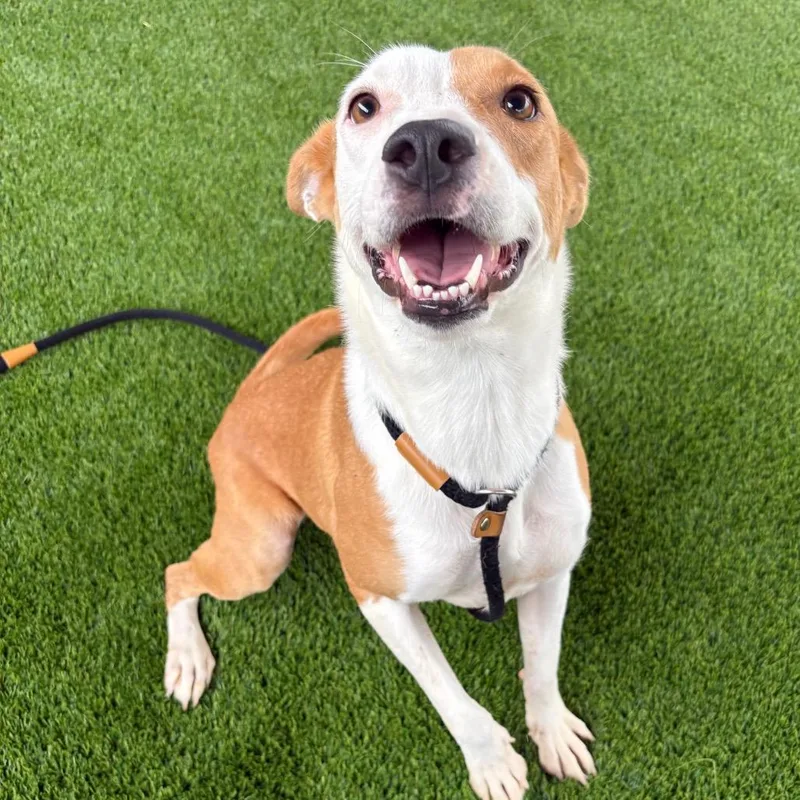 An adult small-sized female Mixed Breed dog named Yodi for adoption in St Joseph, MO