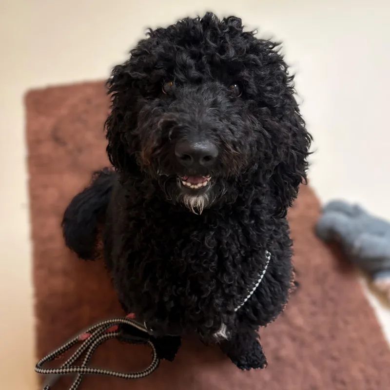 A young medium-sized male Black Goldendoodle dog named Nico for adoption in Columbia, MD