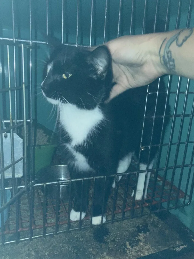 An adult small-sized female Domestic Medium Hair cat named Sara for adoption in Chatham, VA