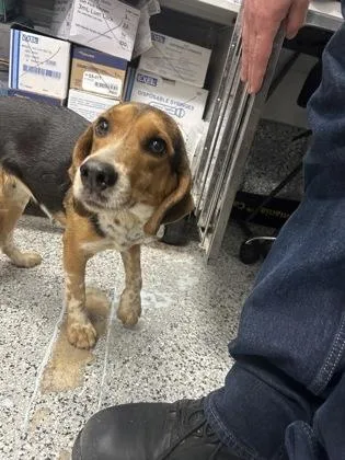 An adult small-sized female Beagle dog named Clover for adoption in West Chester, PA