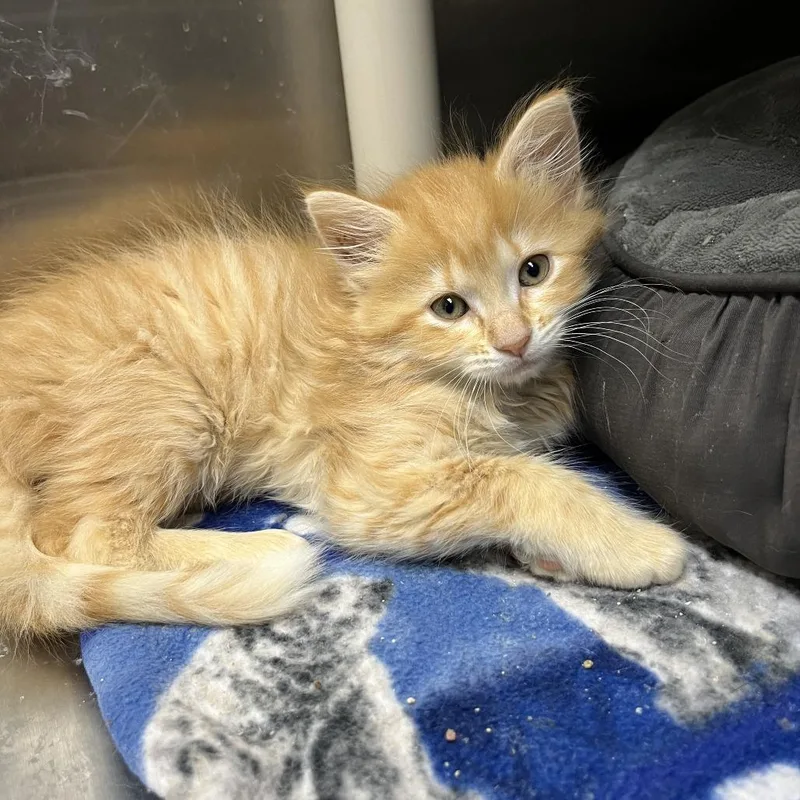 A baby small-sized female Orange / Red Domestic Short Hair cat named Bixby for adoption in Detroit Lakes, MN