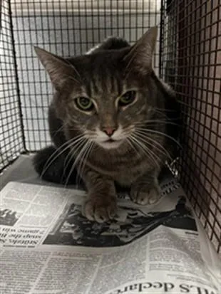 An adult small-sized male Domestic Short Hair cat named Louie for adoption in Van Nuys, CA