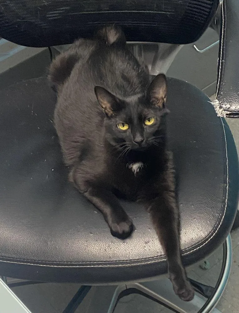 An adult small-sized female Black Domestic Short Hair cat named Maisy for adoption in Alexandria, VA