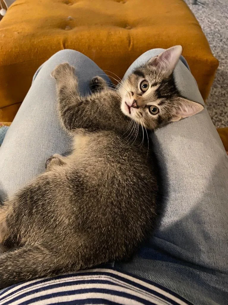 A baby medium-sized male Tabby (Brown / Chocolate) Domestic Short Hair cat named Basil for adoption in Shawnee, KS
