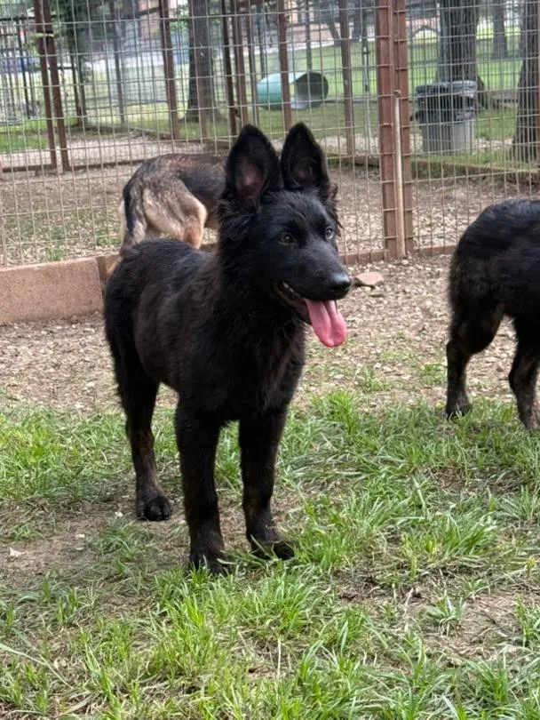 A young large-sized female Bicolor German Shepherd Dog dog named Diana for adoption in Brookfield, CT