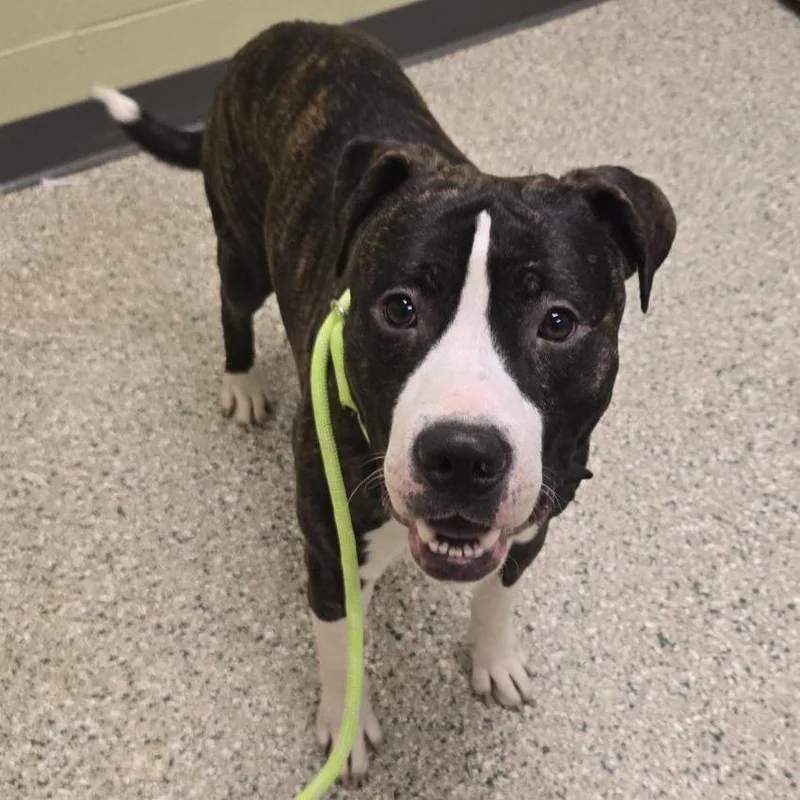 A young small-sized male Pit Bull Terrier dog named Smokey for adoption in Cedar Rapids, IA