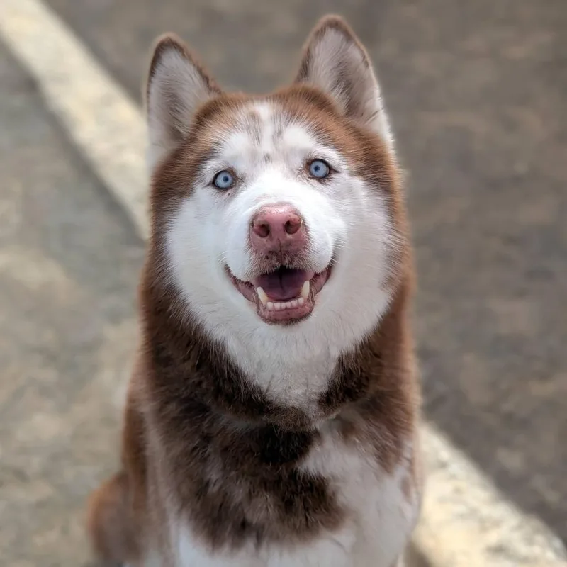 Nacho
