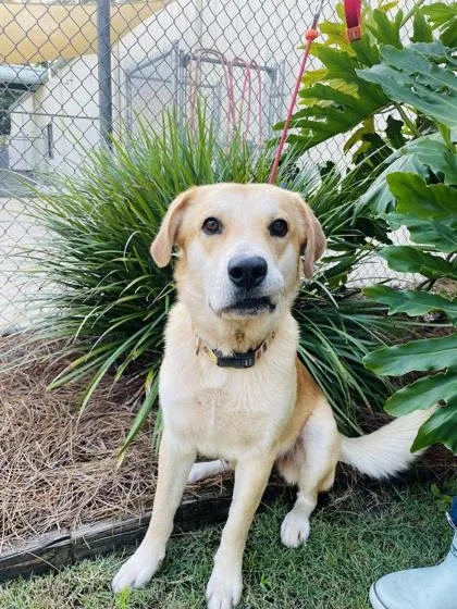 An adult extra large-sized male Labrador Retriever dog named Walker Texas Ranger for adoption in Brunswick, GA