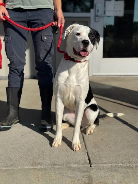 A young medium-sized female American Bulldog dog named MooMoo for adoption in Benton Harbor, MI