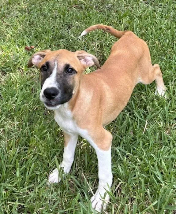 A baby medium-sized female Brown / Chocolate Boxer dog named Bambi for adoption in Watertown, CT