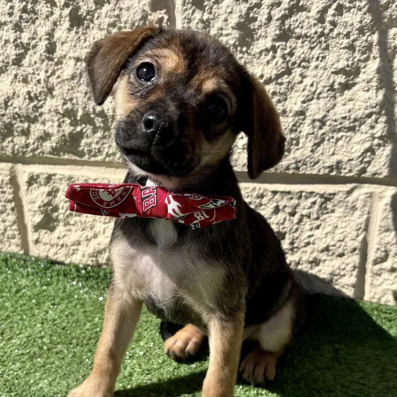 A baby small-sized female Brown / Chocolate Chihuahua dog named Sally for adoption in Bessemer, AL