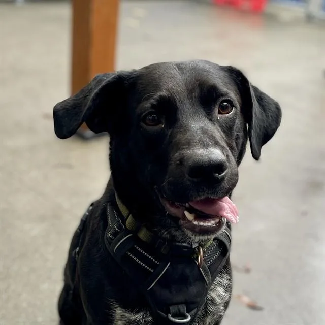 An adult medium-sized male Australian Cattle Dog / Blue Heeler dog named Brady for adoption in Alameda, CA