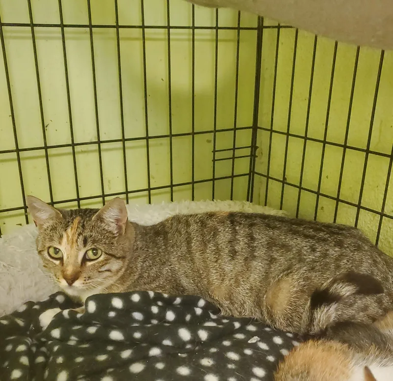 A young small-sized female Tabby (Brown / Chocolate) American Shorthair cat named Lulu for adoption in Tunica, MS