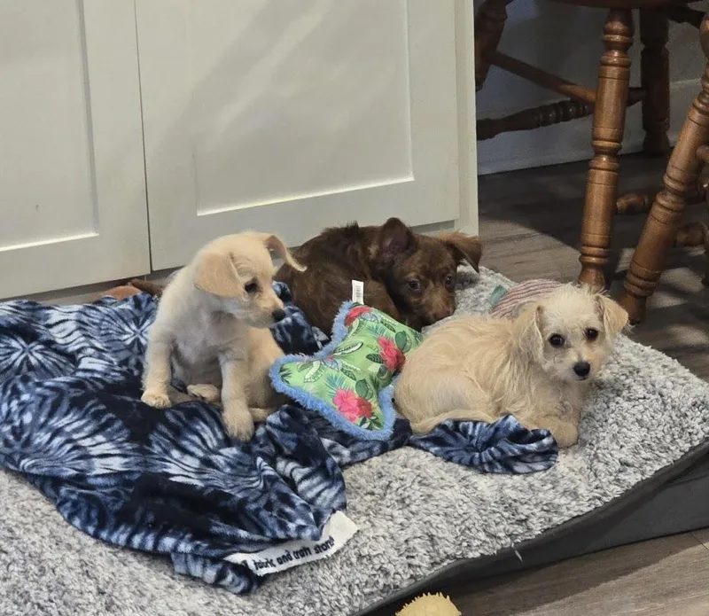 A baby small-sized female Apricot / Beige Poodle (Toy) dog named Jett for adoption in Snyder, TX