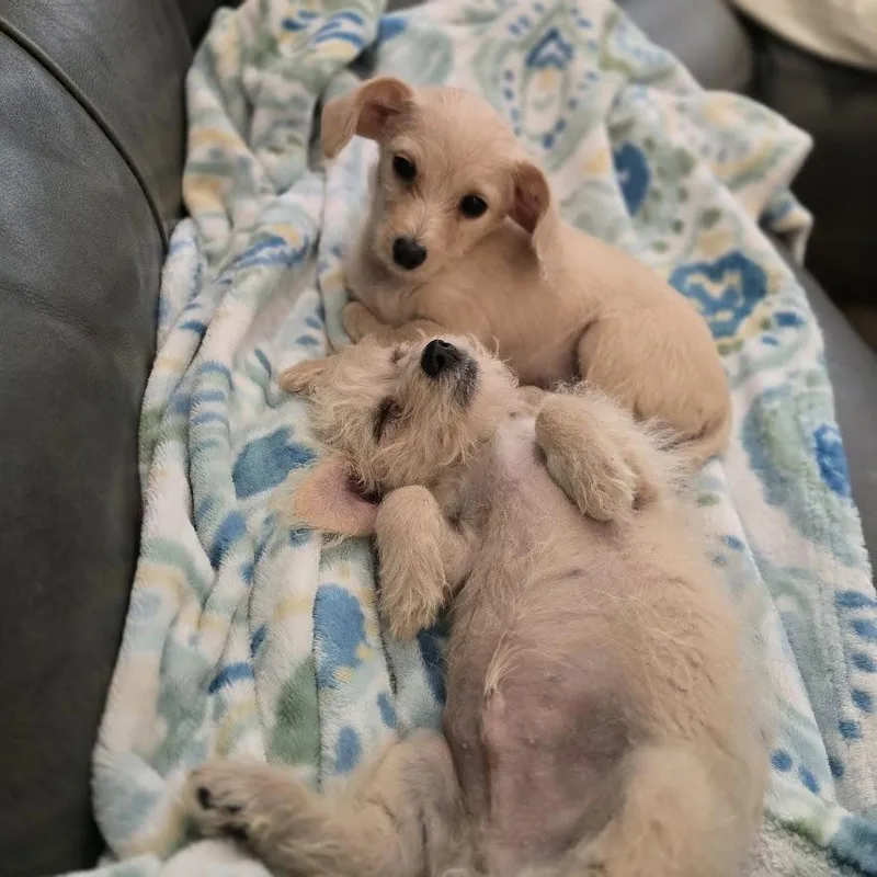Jett thumbnail 3