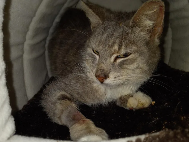 An adult large-sized female Domestic Short Hair cat named Ashley for adoption in Camp Hill, PA