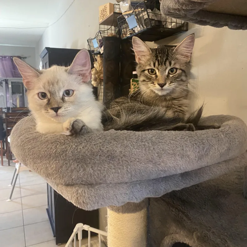 A baby medium-sized female White Domestic Medium Hair cat named Zamora for adoption in Litchfield Park, AZ