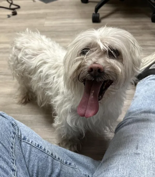 A senior small-sized male Maltese dog named Moon Pie for adoption in Oceanside, CA