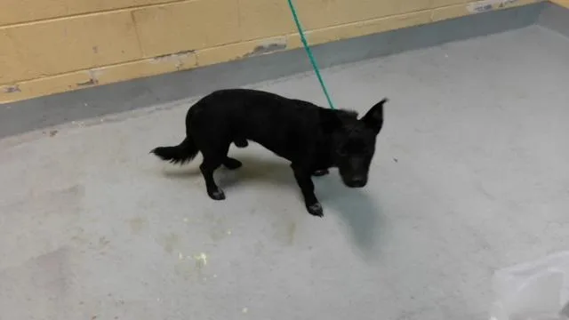 A young small-sized male Chihuahua dog named Don for adoption in Tulsa, OK