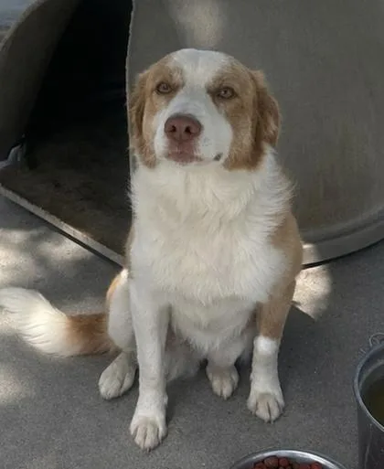 A young medium-sized male Border Collie dog named Hank for adoption in Washington, DC