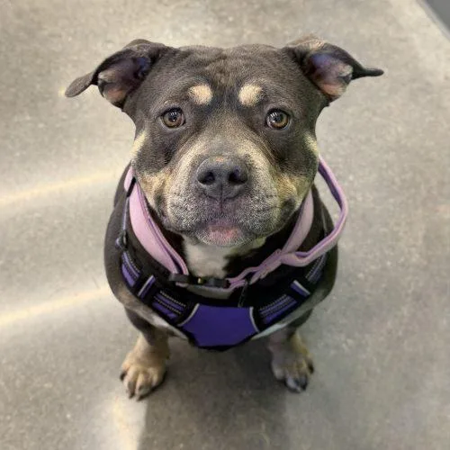 A young large-sized female Gray / Blue / Silver American Staffordshire Terrier dog named Liz for adoption in Georgetown, KY