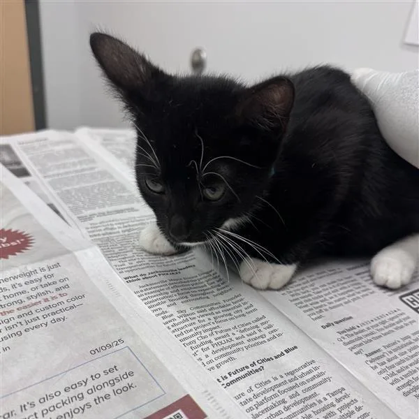 A baby small-sized male White Domestic Short Hair cat named Jasper for adoption in Jacksonville, FL