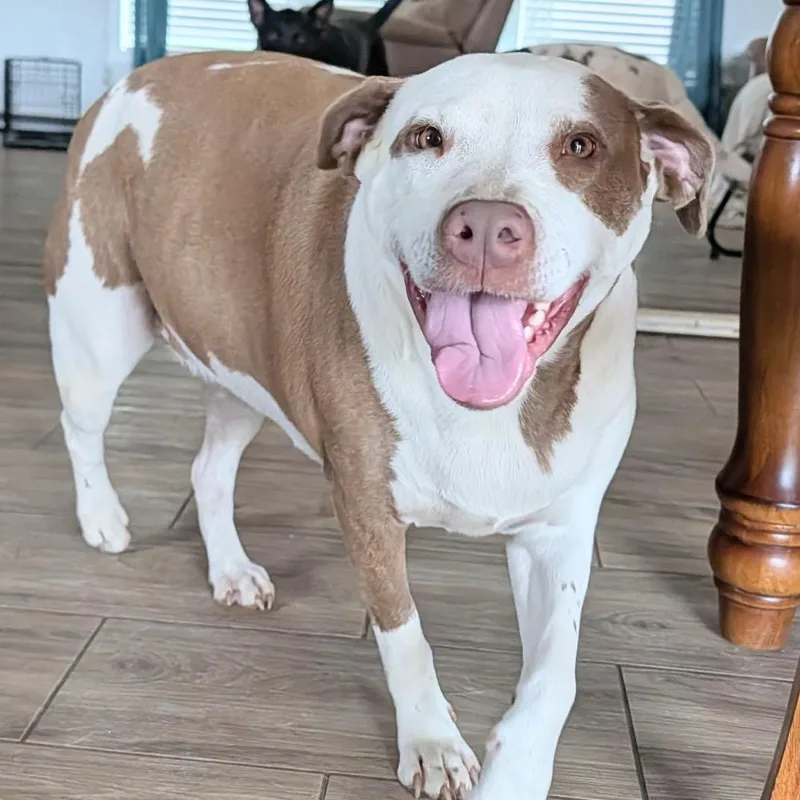 An adult large-sized female Pit Bull Terrier dog named Hazel for adoption in Krum, TX