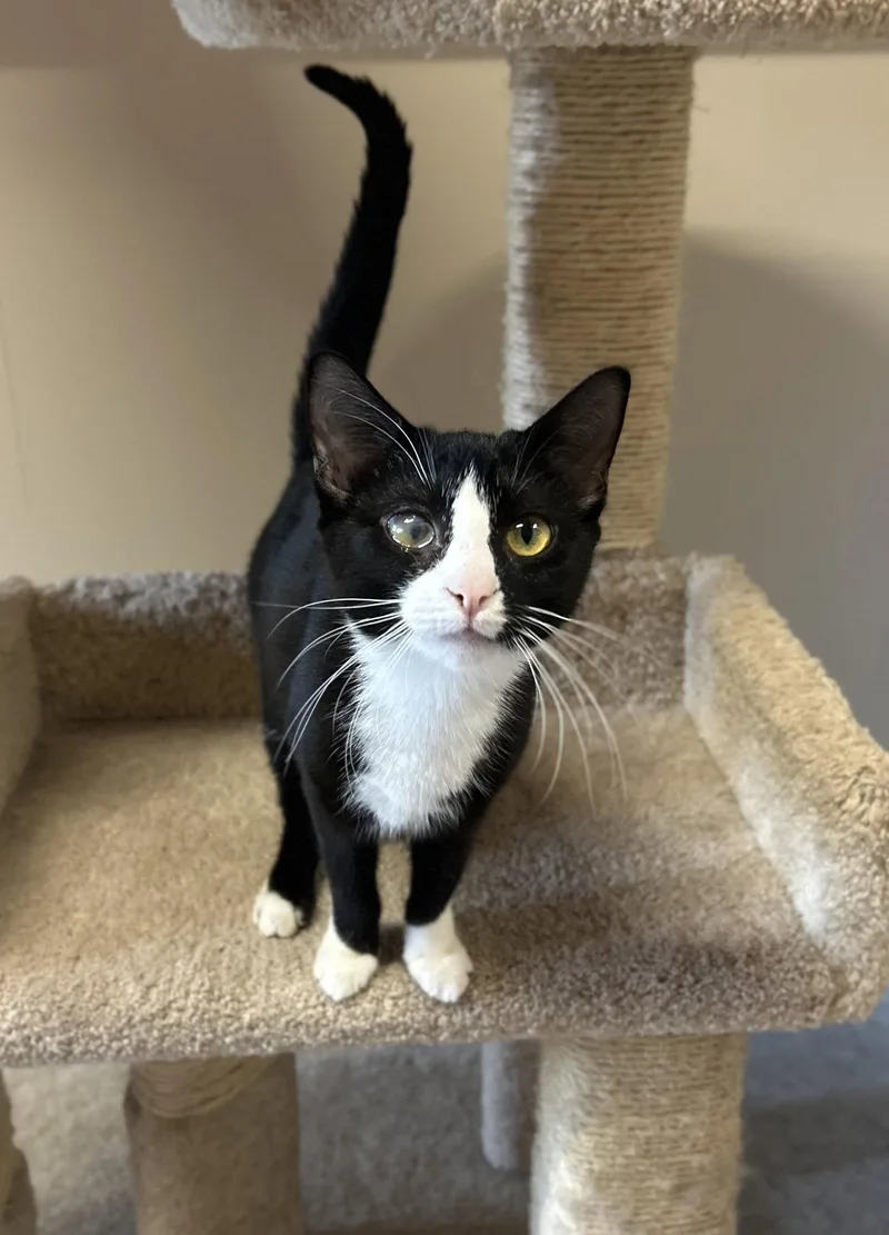 A young small-sized female Domestic Short Hair cat named Aviva for adoption in Arlington, VT