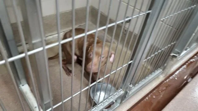 A young large-sized female Pit Bull Terrier dog named Dnice for adoption in Aurora, IL