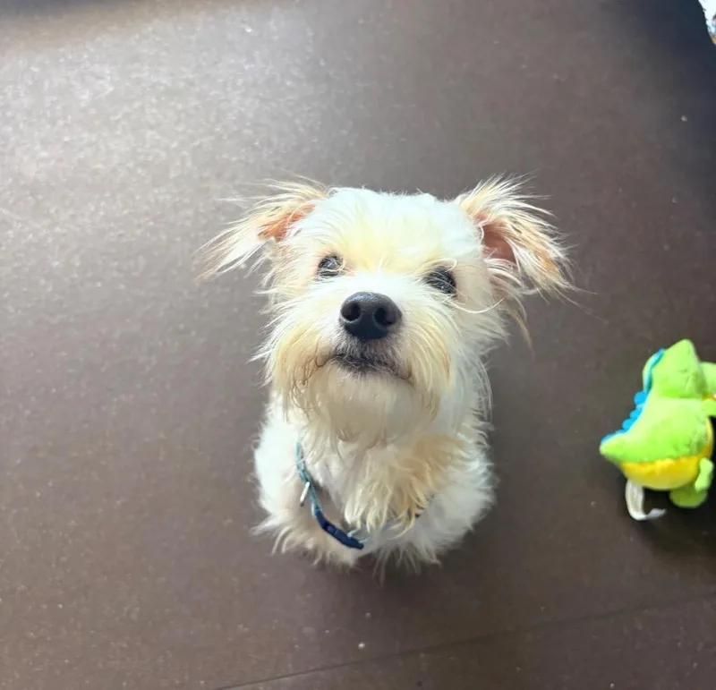 An adult small-sized male Standard Poodle dog named Henry for adoption in Port Jervis, NY