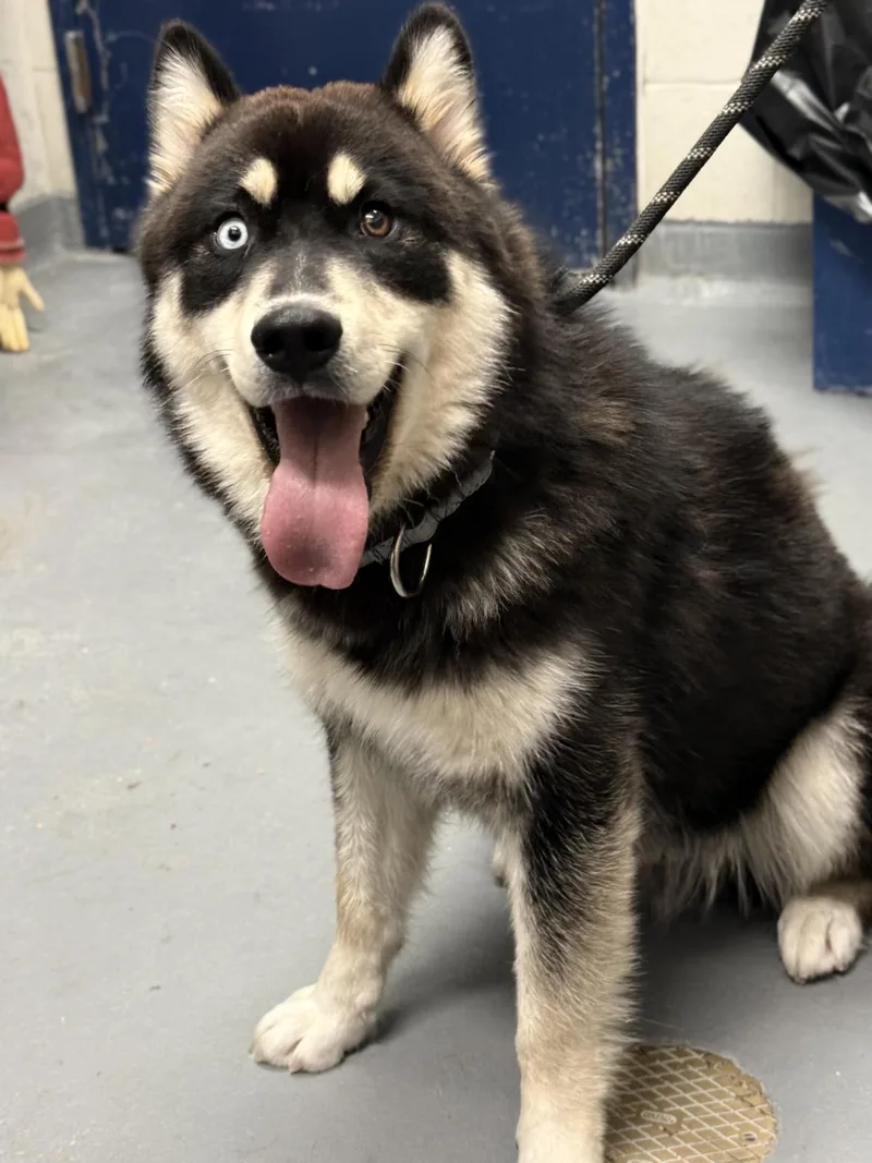 A young large-sized male Black Australian Shepherd dog named Coyote for adoption in Ashland, VA