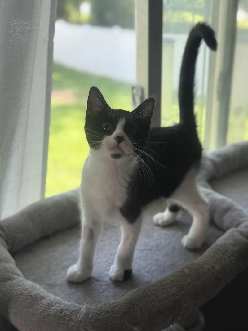 A baby medium-sized female Tuxedo cat named Thelma for adoption in Fenton, MO