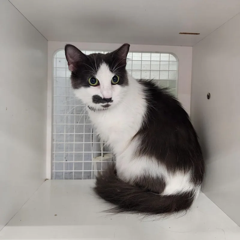 An adult medium-sized female Black & White / Tuxedo Domestic Long Hair cat named Mistletoe for adoption in Mountain Home, AR