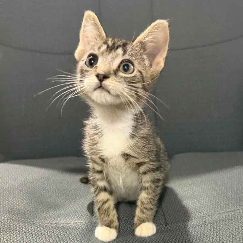 A baby small-sized female Gray / Blue / Silver Domestic Short Hair cat named Fajita for adoption in Wappingers Falls, NY