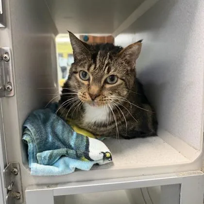 An adult medium-sized male Domestic Short Hair cat named Bert for adoption in Kansas City, MO