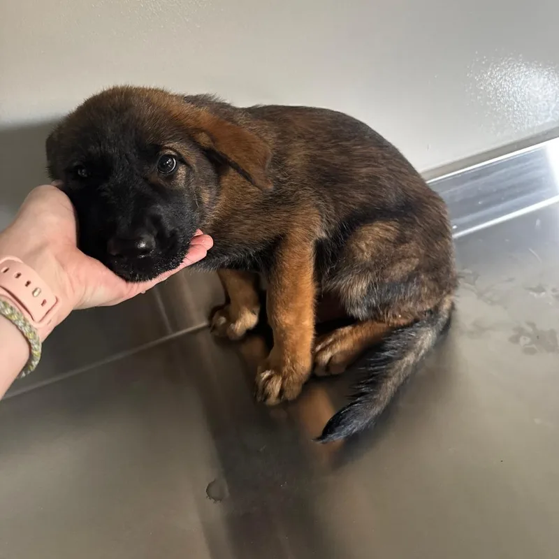 A baby large-sized female Brown / Chocolate German Shepherd Dog dog named Myrta for adoption in Kerrville, TX