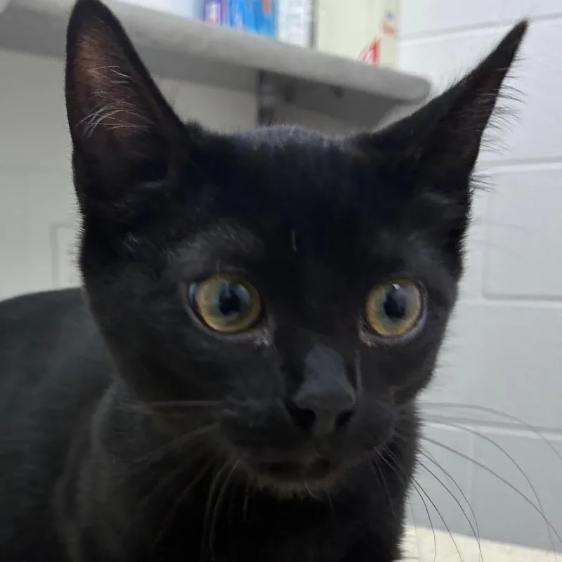 A baby small-sized female Black Domestic Short Hair cat named Myla for adoption in Corpus Christi, TX
