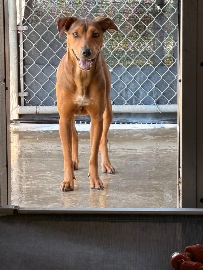 A young large-sized female Mixed Breed dog named Chicken for adoption in Rensselaer, IN