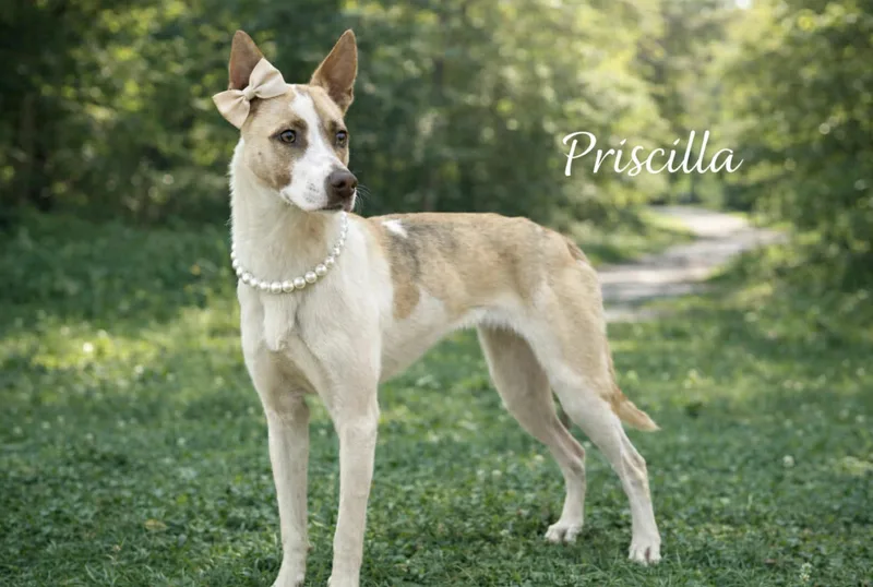 Priscilla thumbnail 3