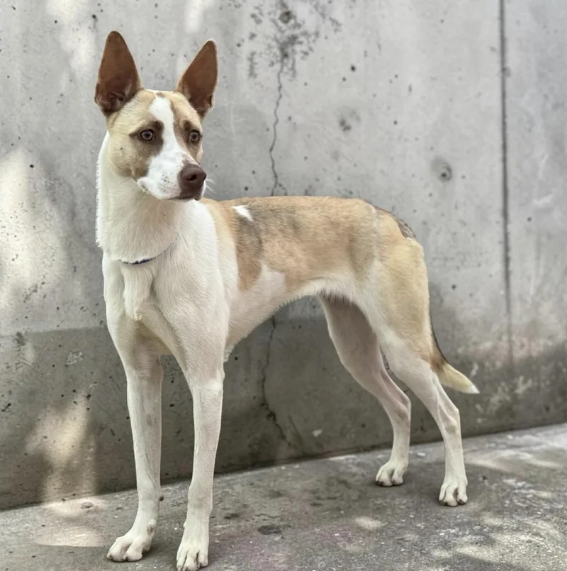 Priscilla thumbnail 4