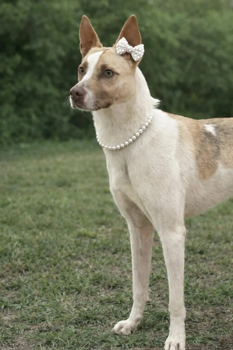 Priscilla thumbnail 5