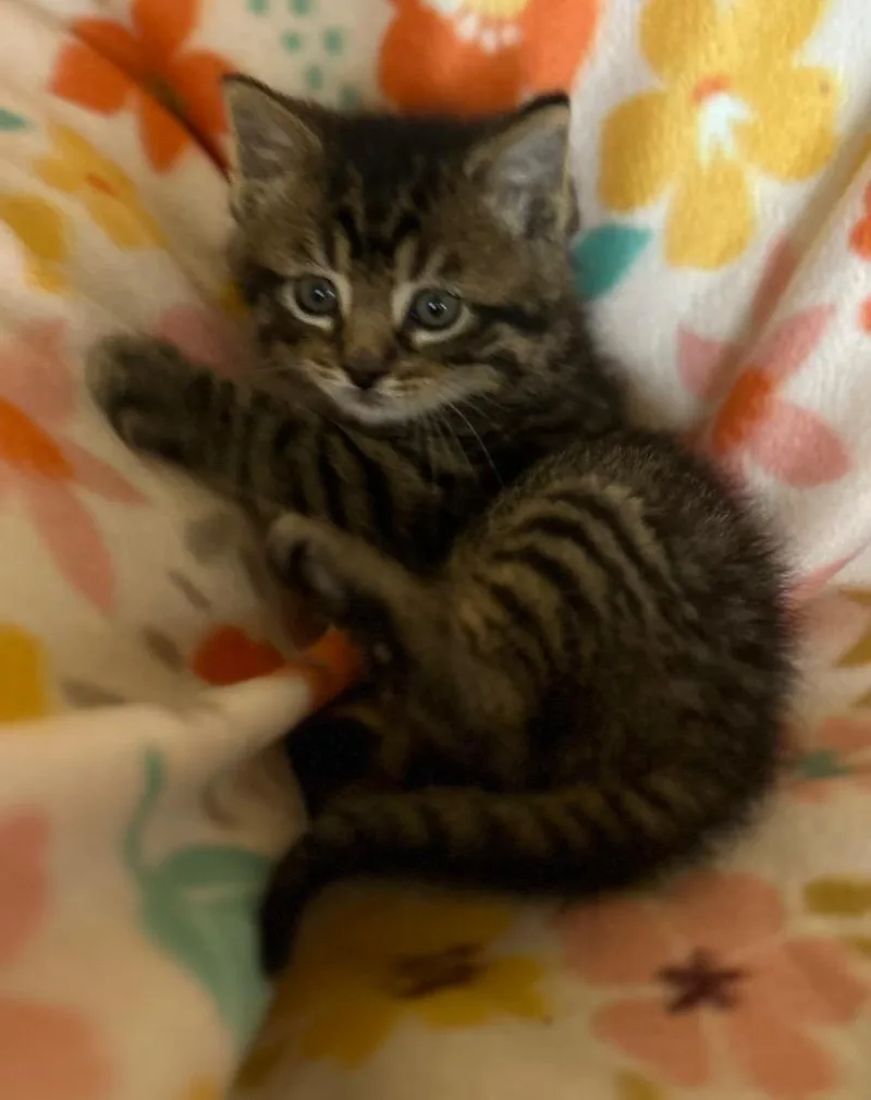 A baby small-sized male Domestic Short Hair cat named Garry for adoption in West Union, OH