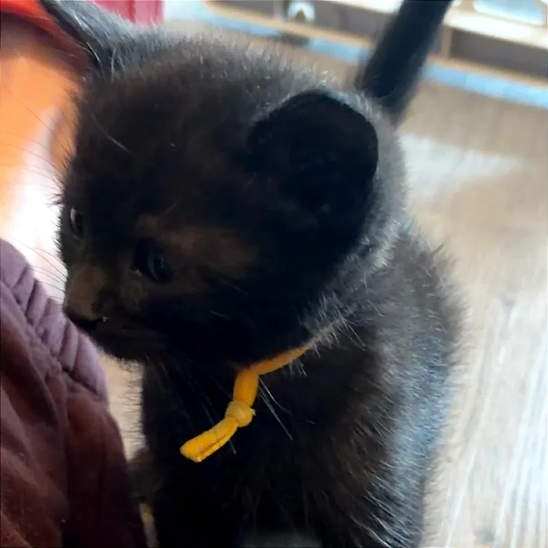 A baby small-sized male Black Domestic Short Hair cat named Hermes for adoption in Monroe, MI